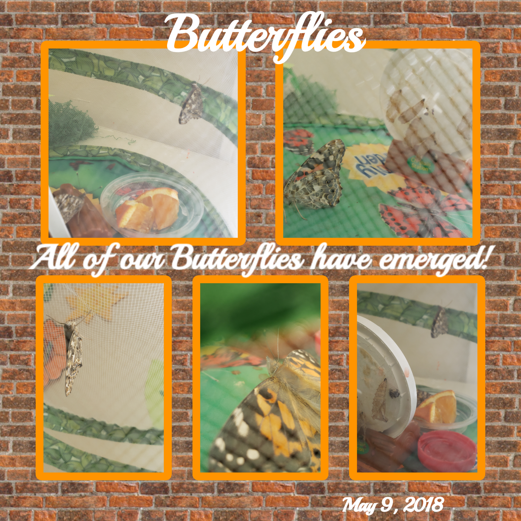 Butterflies